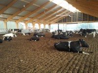 /album/vrijloopstal-vennenberg/foto2653-jpg/